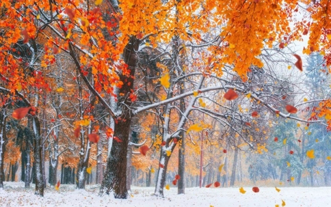 fall leaves on a snowy background